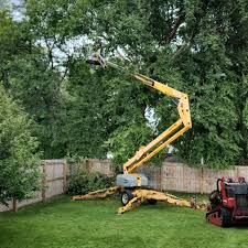 Best Palm Tree Trimming  in Peebles, OH
